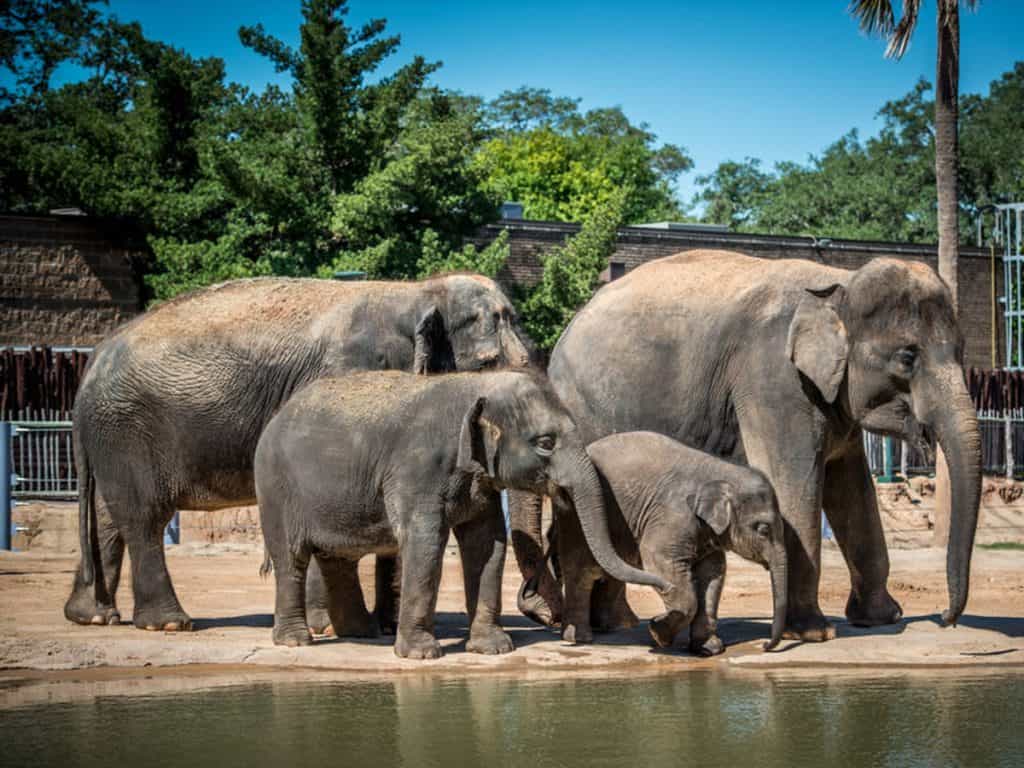 Houston, TX 16 Houston Zoo